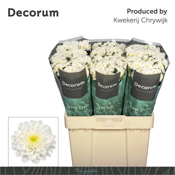 Хризантема сант-Chrysant sant-Aaa Cash-55cm-120gr 660019ef-5b53-11f1-0a80-0cb600018165