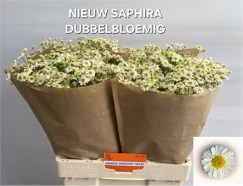 Матрикария-Tanacetum-Pa Saphira-65cm-750gr fccc6e90-464b-11f1-0a80-1135000dbb6f