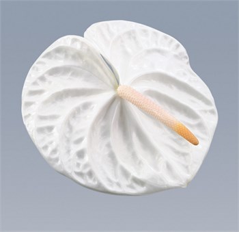 Антуриум (Anthurium) A Acropolis 60e81d40-5d36-11f1-0a80-1d5a0025f0b0