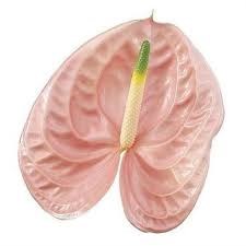 Антуриум (Anthurium) A Cheers 6b01b955-5d36-11f1-0a80-159600264158