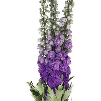 Дельфиниум-Delphinium-Purple Heart Blooming 100см b547c94b-5d37-11f1-0a80-0caf0024ea30