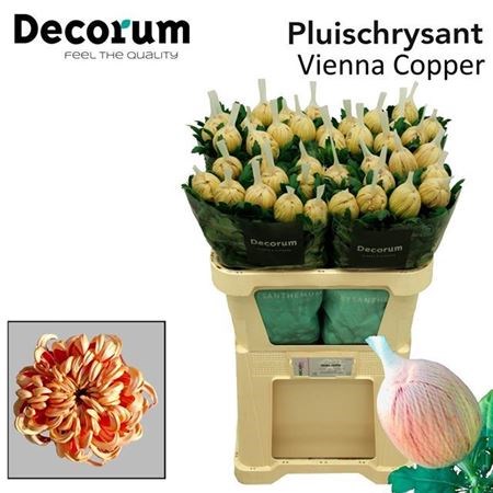 Хризантема одн-Chrysant Gr-Vienna Copper-70cm-100gr 1a3cf420-bfa6-11ec-0a80-0b4c00087f1c