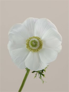 Анемон-Anemone-Mistral Bianco-50cm-RA 0a04e8b4-5d9a-11f1-0a80-16b0007d05b9