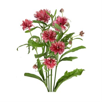 Ранункулус-Ranunculus-Moderna Vega-50cm-RA 0a1f9602-5d9a-11f1-0a80-16b0007d05c4