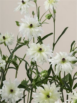 Ранункулус-Ranunculus-Moderna Galaxy-40cm-RA 0a237ca0-5d9a-11f1-0a80-16b0007d05c7