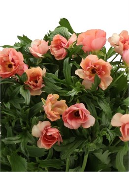 Ранункулус-Ranunculus-Moderna Carezza-50cm-RA 0a2c2169-5d9a-11f1-0a80-16b0007d05cd