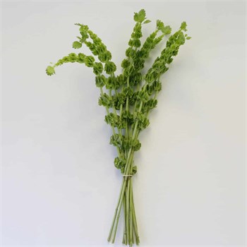 Молюцелла-Molucella-Bells Of Ireland-60cm-EA 0a3b5bde-5d9a-11f1-0a80-16b0007d05d4