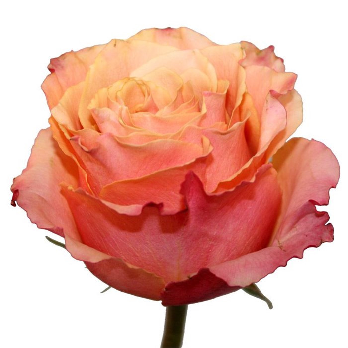 Роза-Rosa-Carpediem-50cm-IS 1a4caef0-2e84-11ef-0a80-0ca8000265da