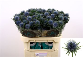 Эрингиум-Eryngium-Magnetar Qstar--70cm 3cfe9c15-0e8c-11ee-0a80-13ea004859ba
