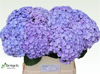 Гортензия-Hydrangea-M Beau Luxor Bl-80cm 3bc5952c-bfa4-11ec-0a80-0b4c0006c001