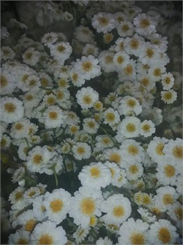 Матрикария махровая (Краснодар) 83270662-2963-11ef-0a80-14f200385362