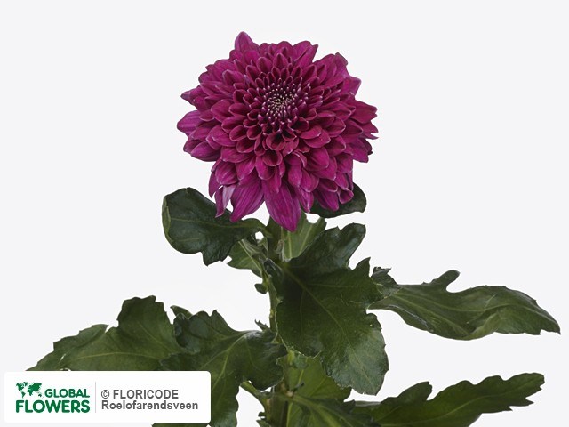 Хризантема одн-Chrysant Gr-Pip Purple-70cm-85gr 1a81730b-bfa6-11ec-0a80-0b4c00087f57