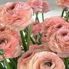 Ранункулус-Ranunculus-Cloni Nuance-CE 1a8954ce-ed89-11f0-0a80-071800a423f2