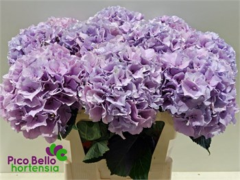 Гортензия-Hydrangea-M Royal Benefit-80cm 18c6f245-54e6-11ef-0a80-156d000e7dbc