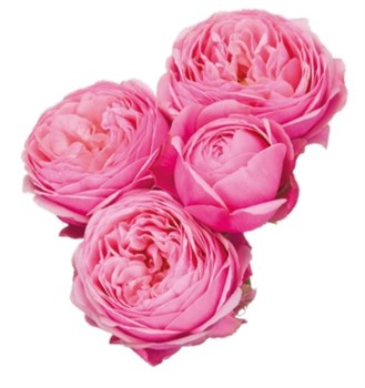 Роза куст-Rosa sp-Silva Pink-50cm-CN 08e93725-702a-11ef-0a80-111b001005bb