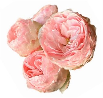 Роза куст-Rosa sp-Mansfield Park-50cm-CN 27e7f61e-75cc-11ef-0a80-177b0030fde1