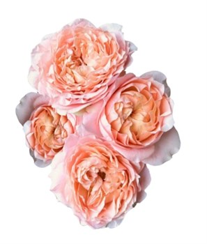 Роза куст-Rosa sp-Julietta Light-60cm-CN 578413a5-f04b-11ef-0a80-1179000cf2e2