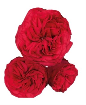 Роза куст-Rosa sp-Red Piano-60cm-CN 793c696d-6fe1-11ed-0a80-07fd0043e26f