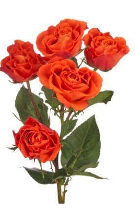 Роза куст-Rosa sp-Sunset Follies-53cm-TB 1a9abfd3-9d69-11f0-0a80-0d170000ecf5
