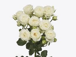 Роза куст-Rosa sp-Snowy Blossom-52cm-TB 1ac03a7f-9d69-11f0-0a80-0d170000ed19