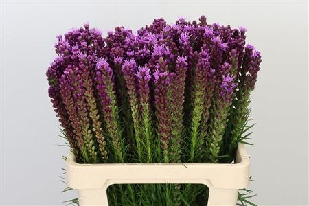 Лиатрис-Liatris-Spicata-90cm 1ad230cc-bfa5-11ec-0a80-0b4c0007999c