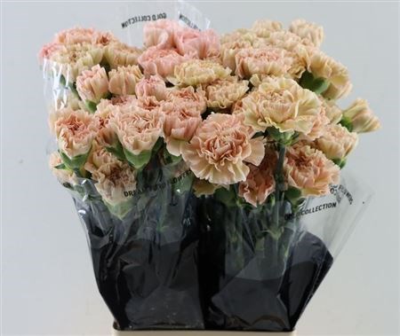 Гвоздика ст-Dianthus st-St Lege Marrone-70cm 1b153d6b-bfa4-11ec-0a80-0b4c0006a1c8