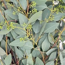 Эвкалипт-Eucalyptus-Populus Berries-300гр 1b2131f3-19de-11f0-0a80-0b60000abd94
