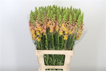 Антирринум-Antirrhinum-Apricot-70cm 1b453b2f-72e4-11ed-0a80-00bd00171355