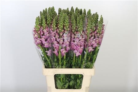 Антирринум-Antirrhinum-Lavender-70cm 1b4ad26d-72e4-11ed-0a80-00bd00171358