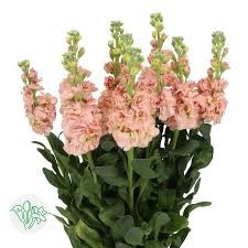 Маттиола-Matthiola-Peach-70cm-AO 1b676622-f056-11ef-0a80-030c000ea720