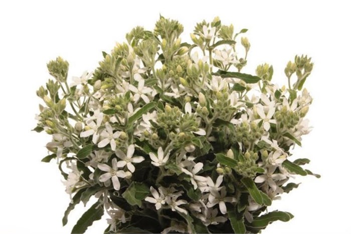 Оксипеталум-Oxypetalum-Alba White-50cm 1b88cd9b-72e4-11ed-0a80-00bd00171364