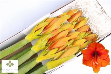 Амариллис St-Hippeastrum St-Klb H%-80cm 1bc8e23e-72e4-11ed-0a80-00bd0017136d