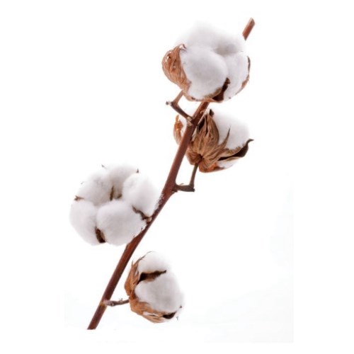 Хлопок-Cotton-Hirsutum Wit-80cm 1bce5714-72e4-11ed-0a80-00bd00171370