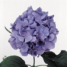 Гортензия-Hydrangea-M R Steinig Bl-74cm 1bd1cb4c-3914-11ef-0a80-07360008b3bb
