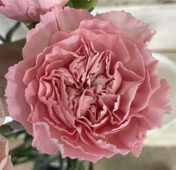 Гвоздика-Carnation-Dulcinea-70cm-/Si 1bddf1d1-2fd3-11ef-0a80-1607001588d1