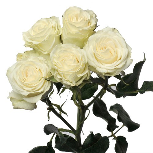 Роза куст-Rosa sp-White Majolica-50cm-IS 1be77bde-b361-11ed-0a80-08f7002058df