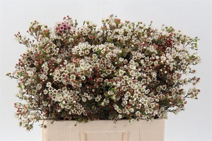 Ваксфлауэр-Chamelacium-Un Ella-60cm-60gr 1c0be1b0-72e4-11ed-0a80-00bd0017137c