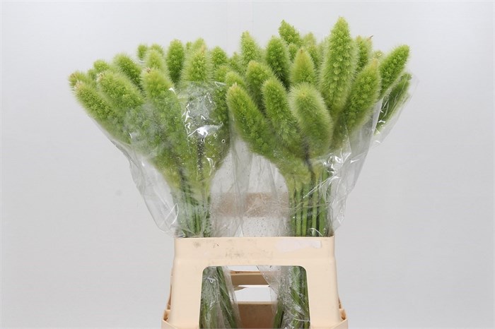 Сетария-Setaria-It Hila-70cm 1c5fec18-bfa5-11ec-0a80-0b4c00079b35