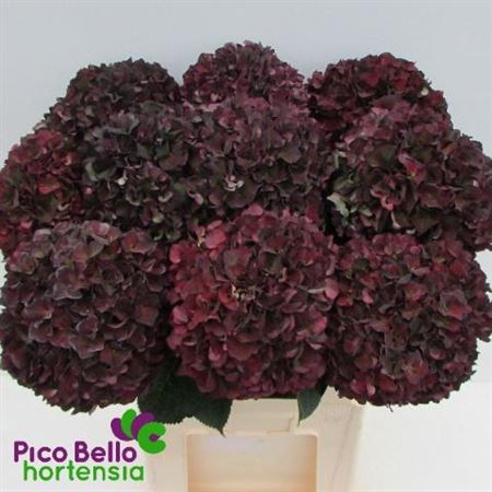 Гортензия-Hydrangea-M Mag Ruby Cl P--90cm 024fdb86-a1dc-11ef-0a80-0bb9001718e9