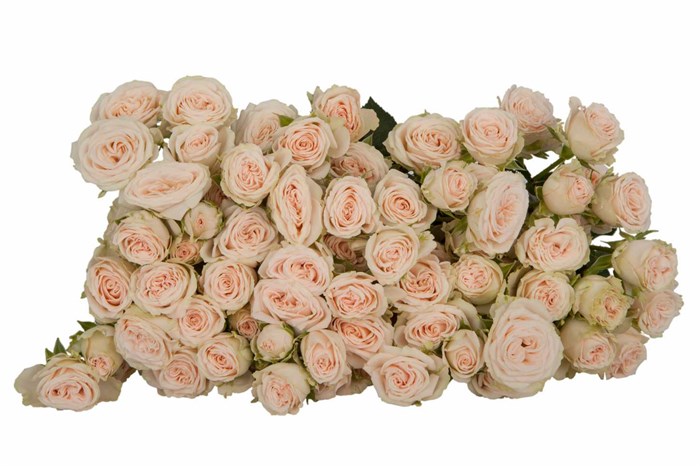 Роза куст-Rosa sp-Roslin-50cm--Si 1c772149-3059-11ed-0a80-0bc200285f25
