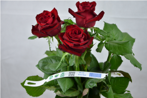 Роза-Rosa-Ever Red-50cm-RS 1d1a686d-5c3c-11ed-0a80-000500232e07