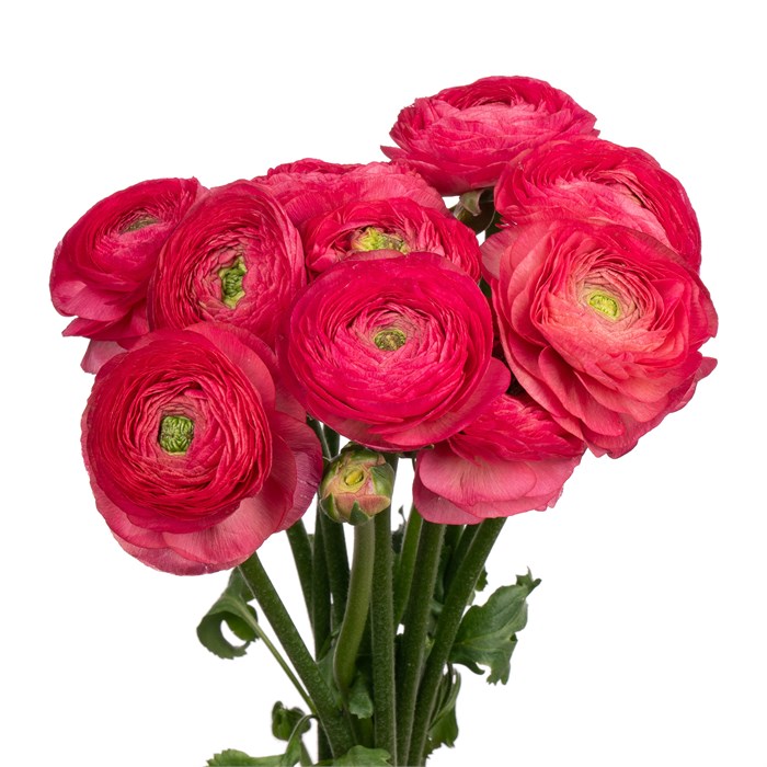 Ранункулус-Ranunculus-Cloni Ex Charleston-45cm 1d28f4f8-a72c-11ee-0a80-0038001d4c05