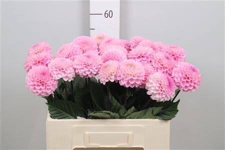 Георгин-Dahlia-Ball Wizz Of Oz-50cm 1d5966fd-bfa4-11ec-0a80-0b4c0006a439