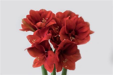 Амариллис St-Hippeastrum St-Ferrari-70cm 1d5b46c2-a72c-11ee-0a80-0038001d4c11