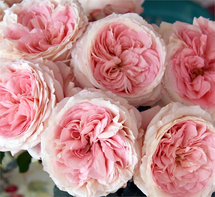 Садовая Роза-Garden Rosa-Mayra's Rose-50cm-Af 025dd572-bfa7-11ec-0a80-0b4c00093643