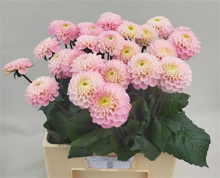 Георгин-Dahlia-Ball Wizz Of Oz-60cm 1dddfc9d-bfa4-11ec-0a80-0b4c0006a539