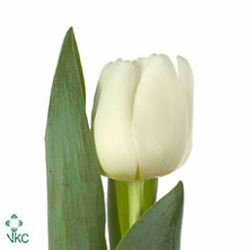 Тюльпан-Tulip-En Antarctica-36cm-33gr 1dfb4401-a72c-11ee-0a80-0038001d4c23