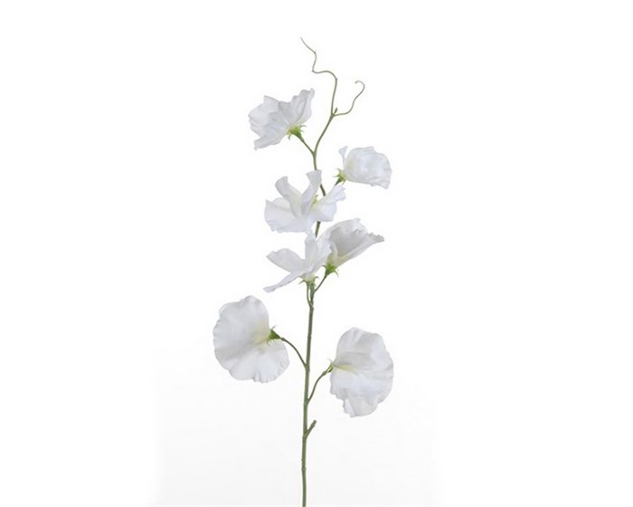 Латирус-Lathyrus-Wi Suns White-/40cm 025f06fa-293d-11ee-0a80-07d50020a5ec