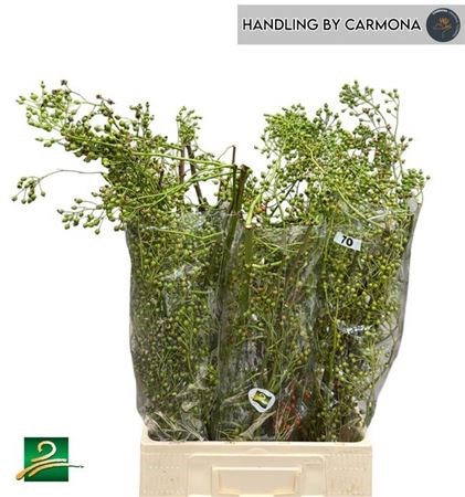 Шиповник-Rozenbottel-Corallo--70cm 1e949654-8cd3-11f0-0a80-057300000ff2