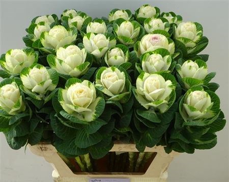 Брассика-Brassica-White Crane-75cm-vp 1e9a8347-a15e-11ed-0a80-067a0008508d